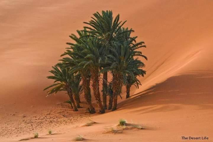 Bivouac Camel Trips 호텔 메르주가 외부 사진